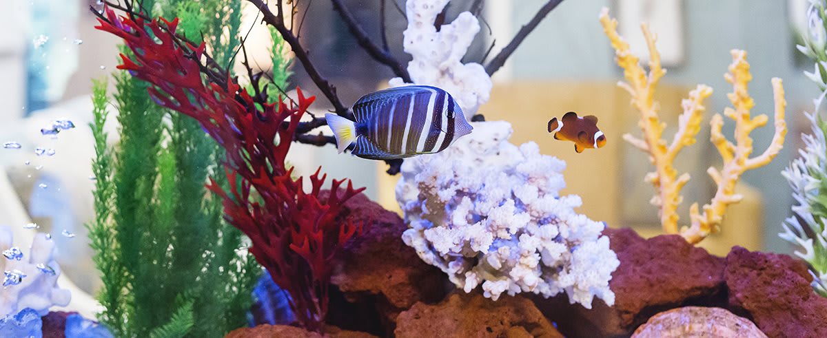 fish tank